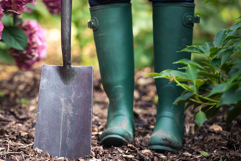 How to grow perennial plants
