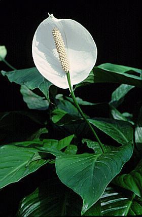 peace lily 'Mauna Loa'