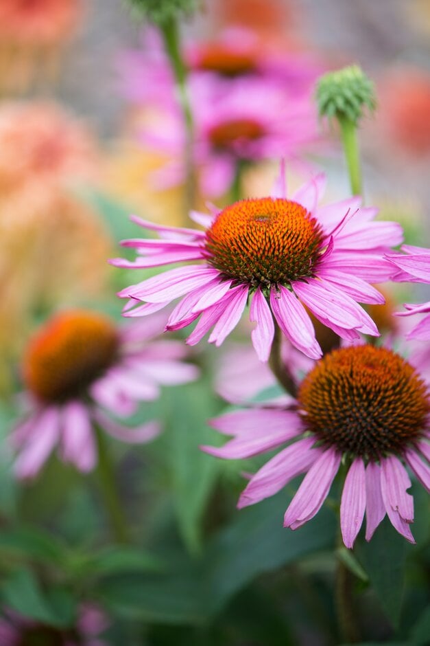 coneflower 'Ruby Giant'