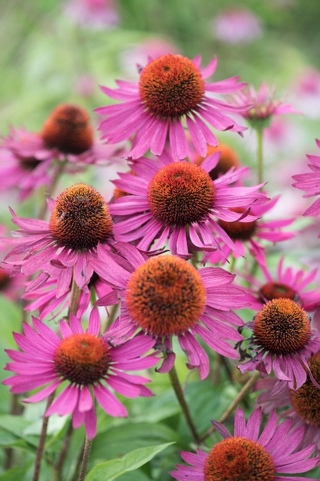 coneflower 'Guava Ice'