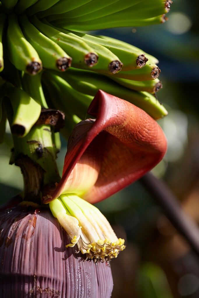 banana 'Dwarf Cavendish'