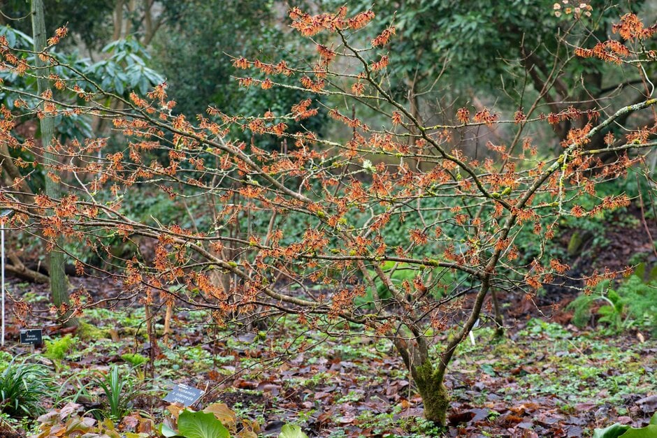 witch hazel 'Jelena'