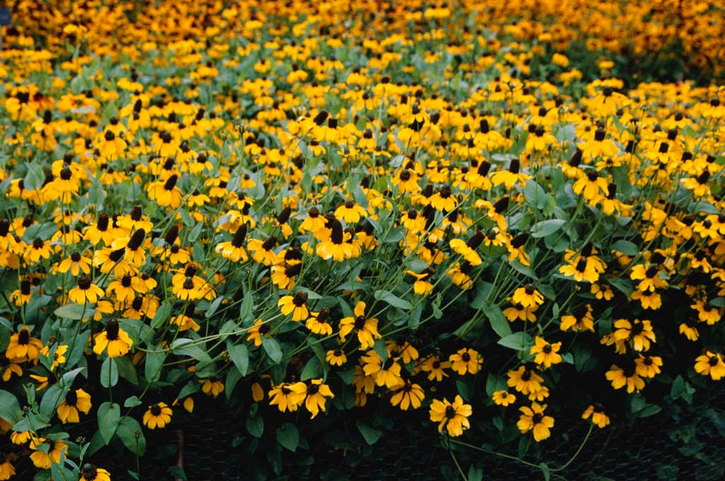 clasping coneflower