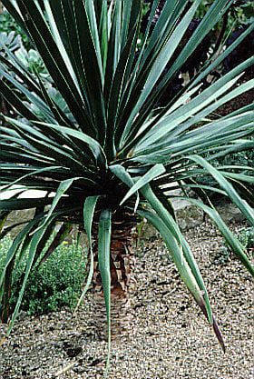 dragon tree