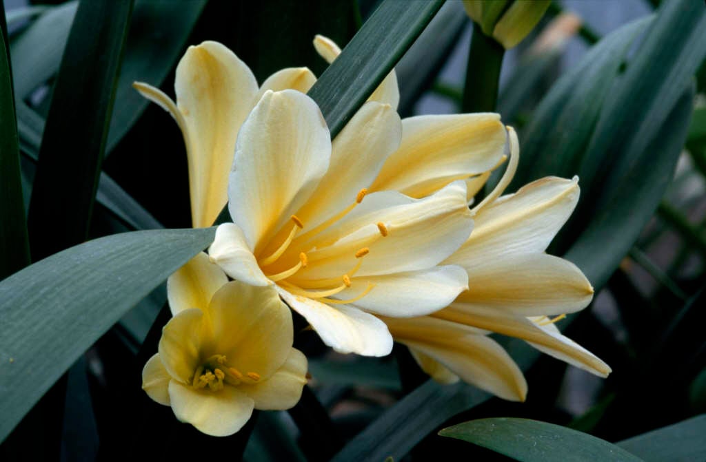 golden Natal lily