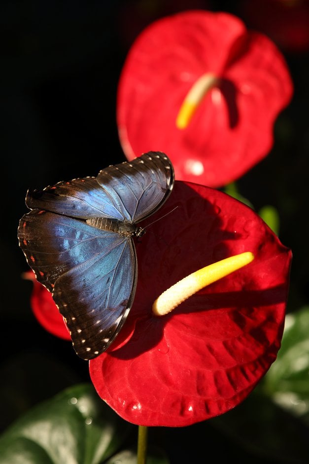 flamingo flower