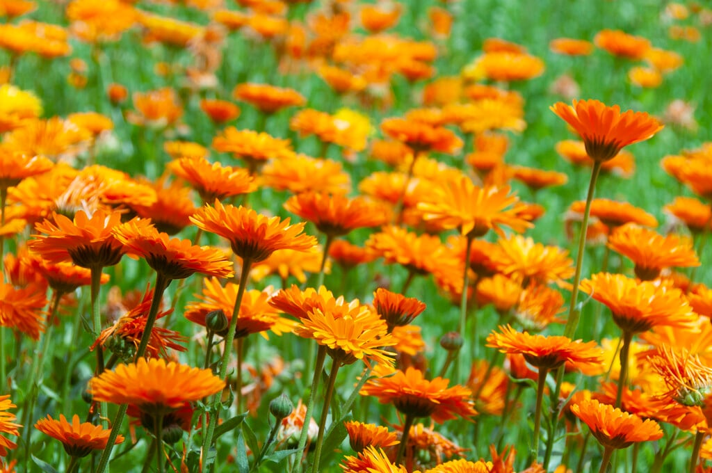 common marigold