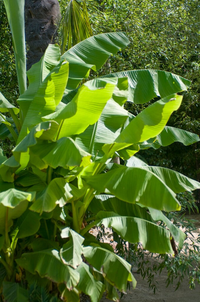 Ethiopian banana