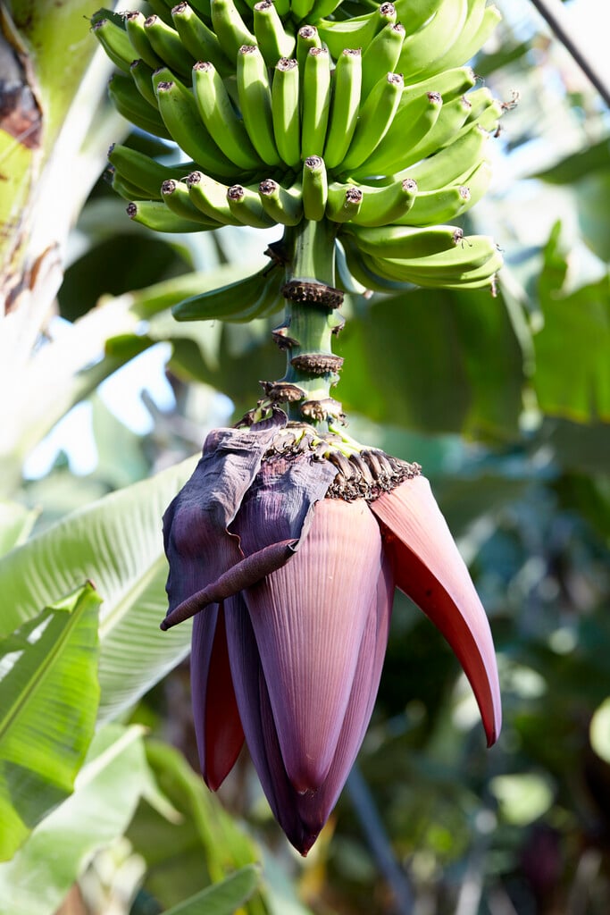 banana 'Dwarf Cavendish'