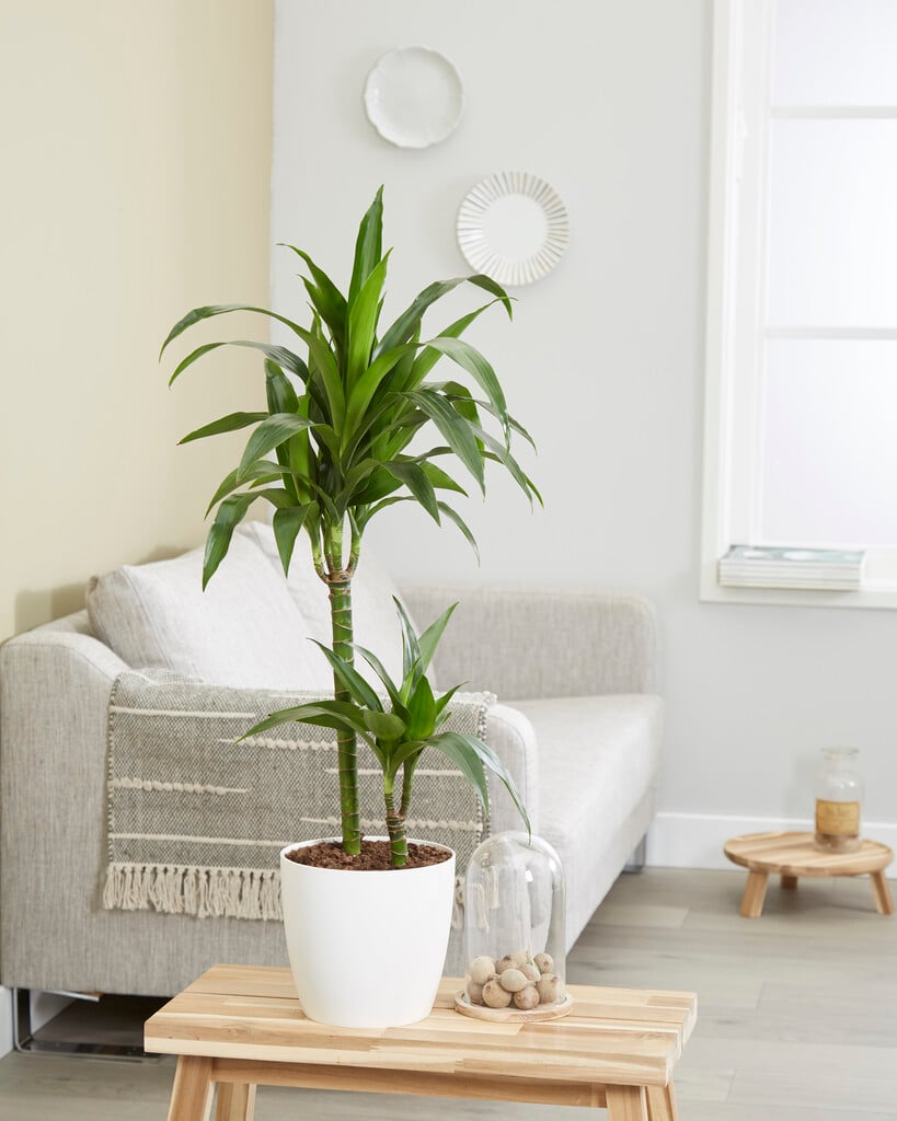 Plant image