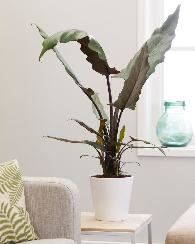 Plant image