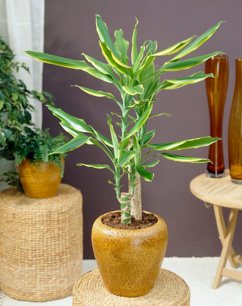 Plant image