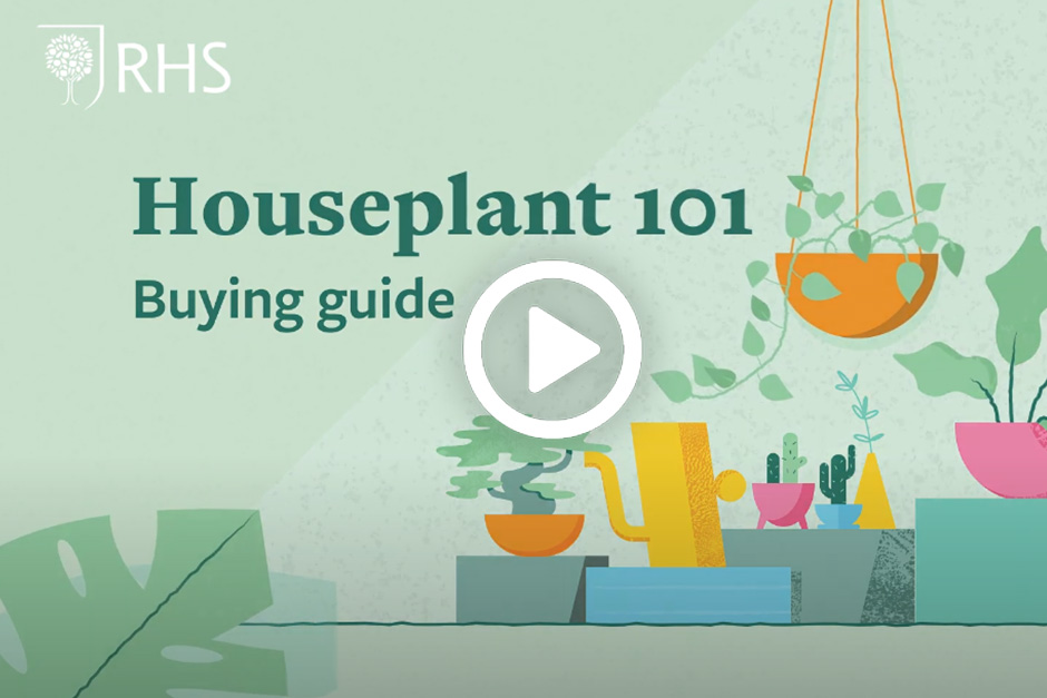 Home Plant Buying Guide