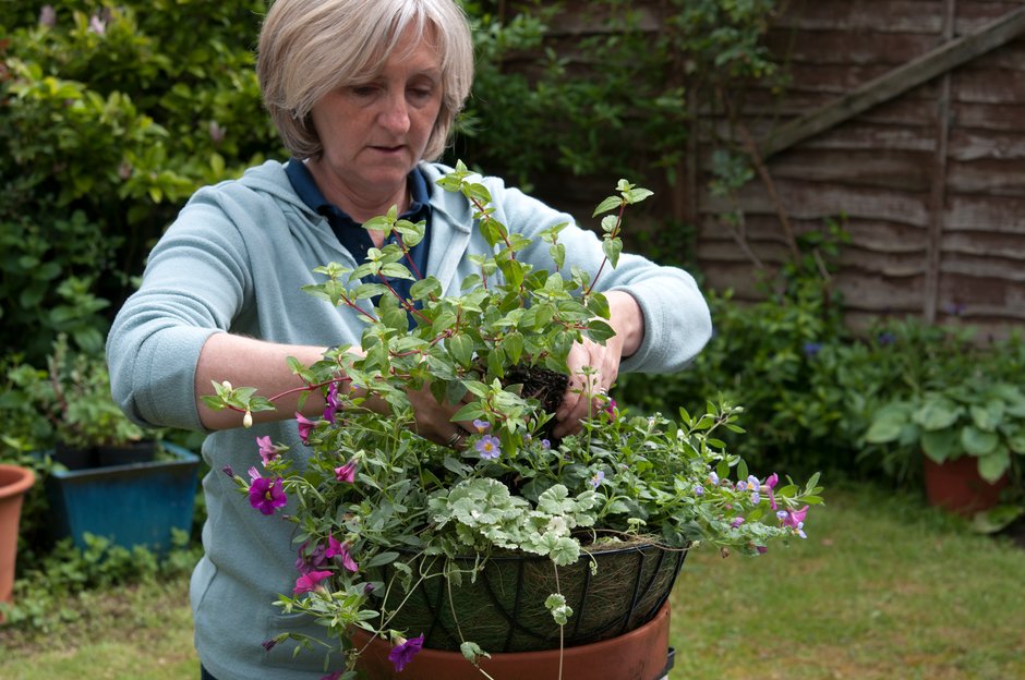 Sweet pea deals hanging basket