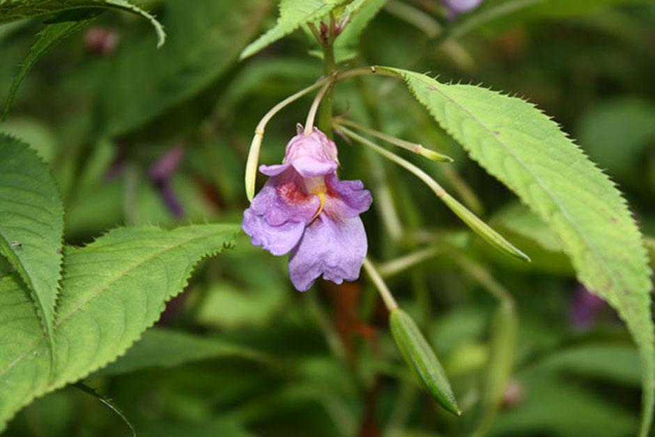 RHS Garden Rosemoor | Fun, family days out & events in North Devon ...