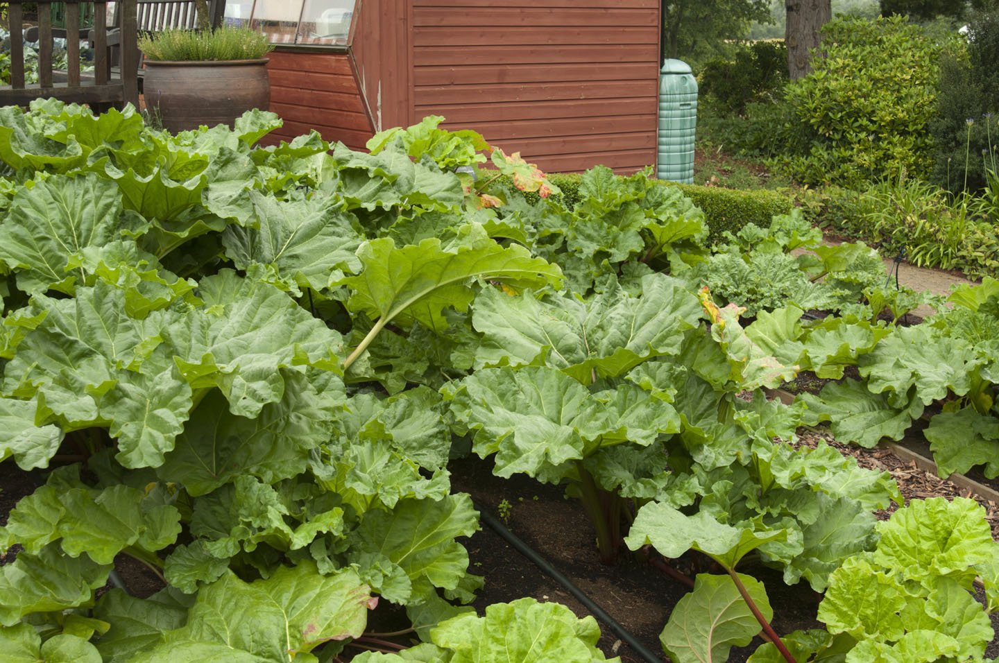 when should i transplant rhubarb plants