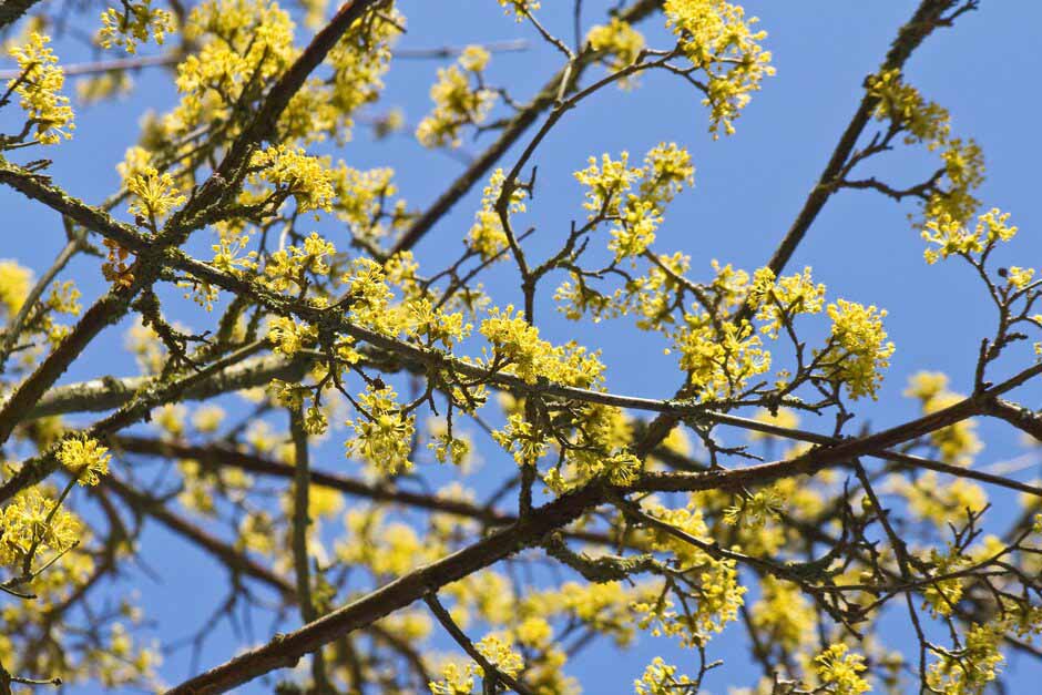 Key plants in the garden