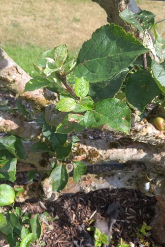 Regrowth on an apple after summer pruning