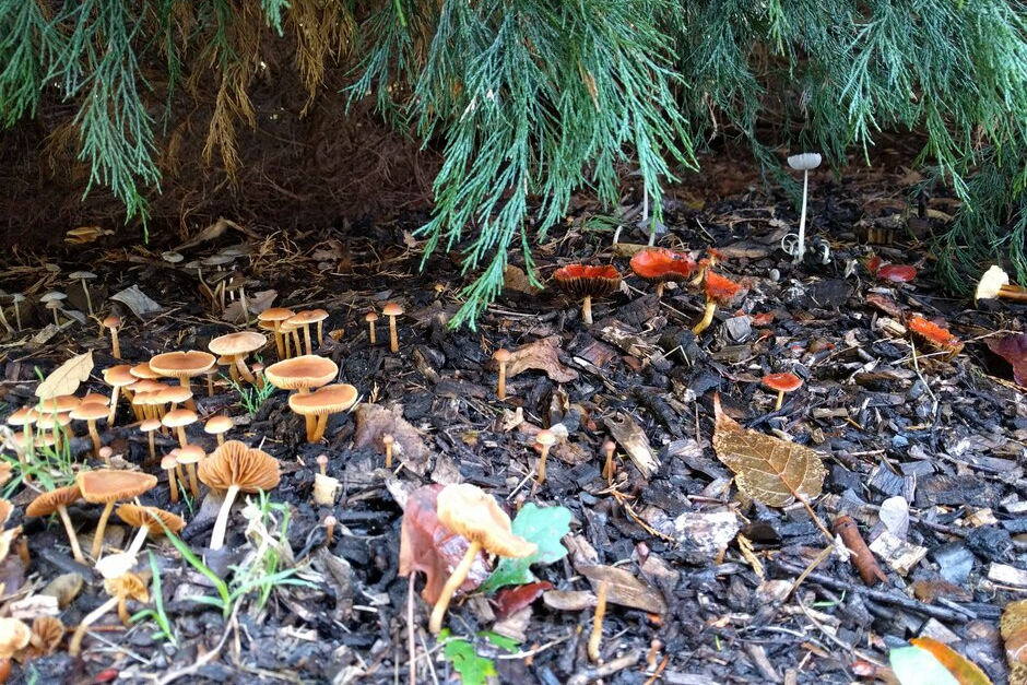 Taking an additional photo from further away to show where the mushrooms are living is also very helpful. This helps to show us what kind of material the fungi are living near or on, which can be useful in understanding important factors in their conservation.