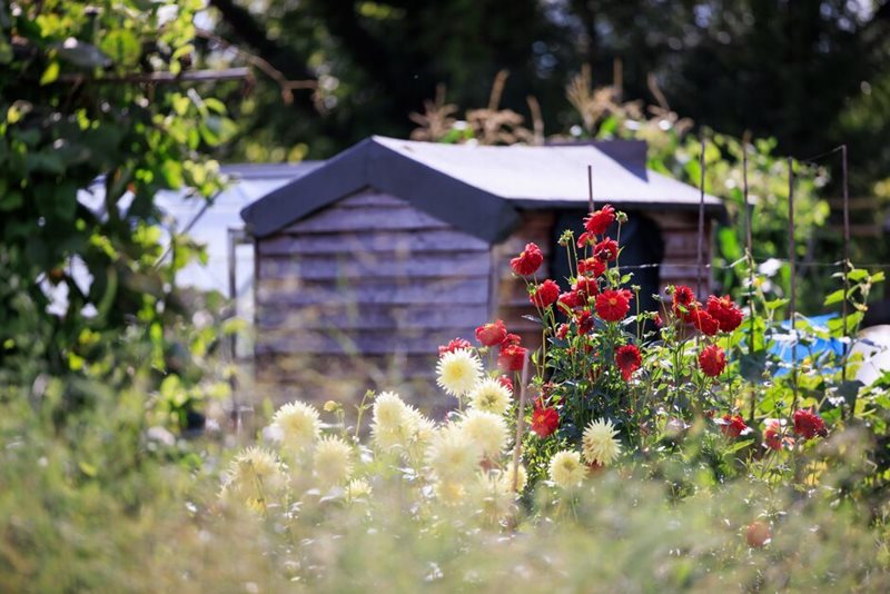 Allotment shed with dahlias