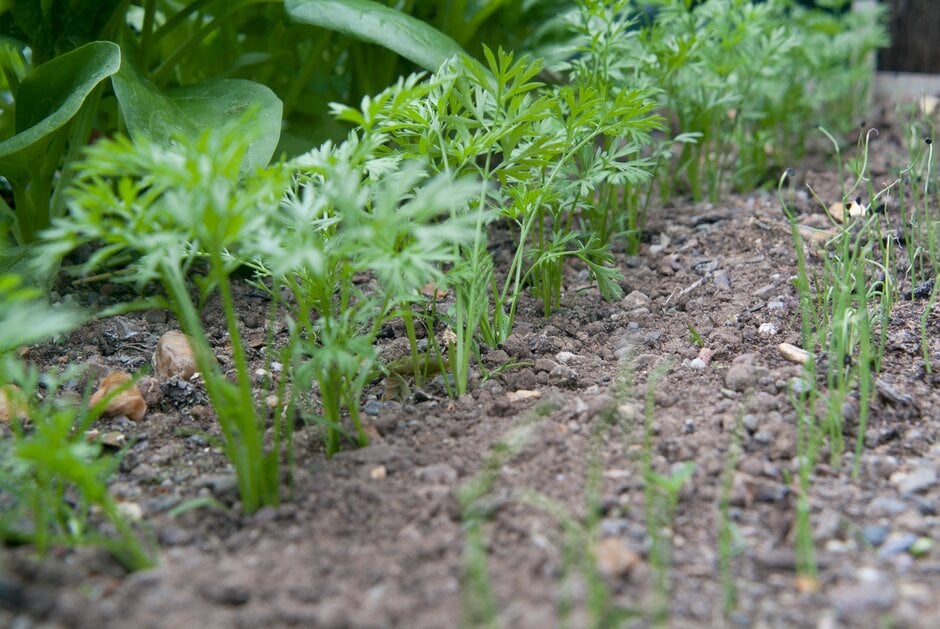 A row of carrot seedlings