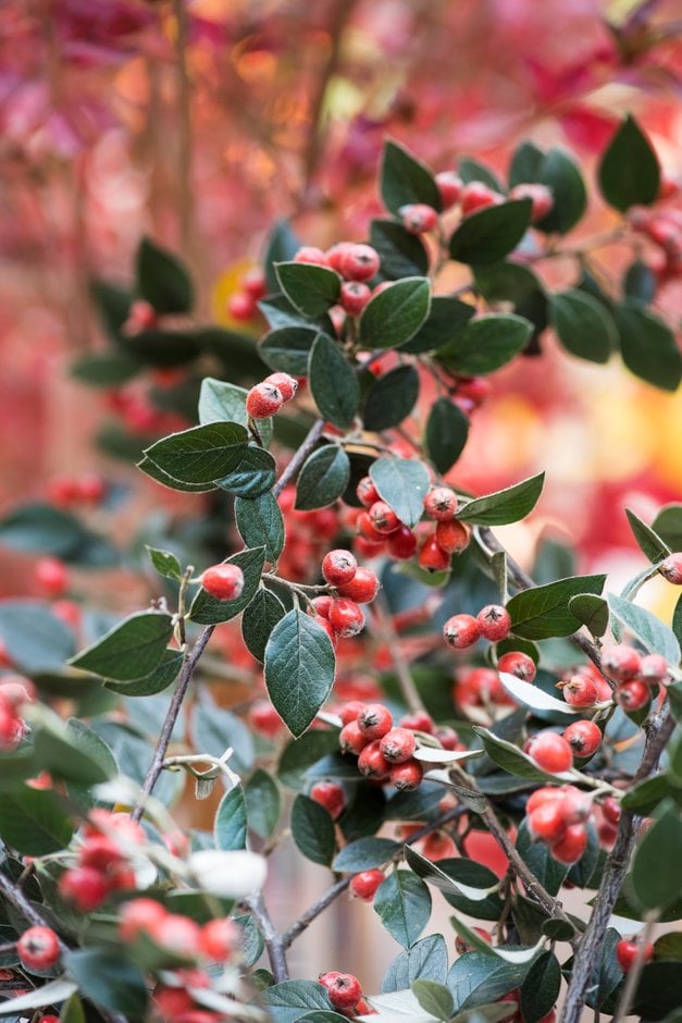 Cotoneaster with berries