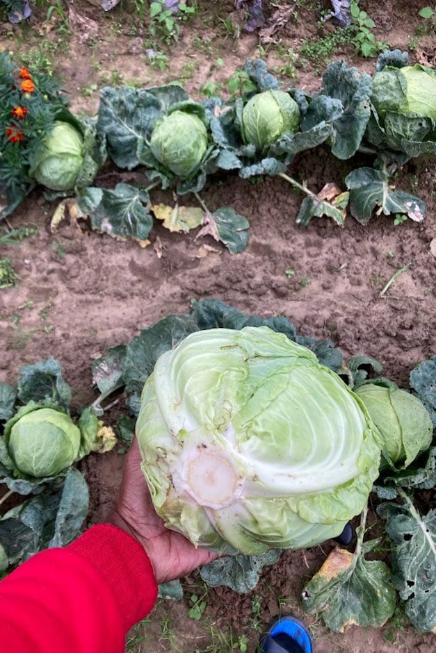 Cabbages growing outdoors