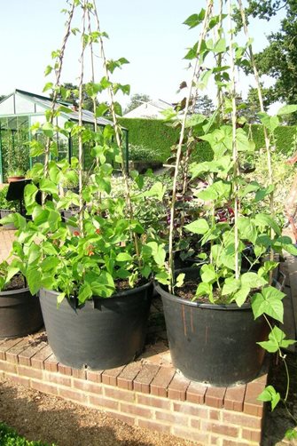 Climbing beans in large plastic pots with wigwam supports