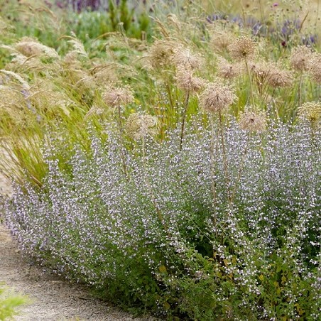 Plants with silvery and hairy foliage can cope better with coastal winds