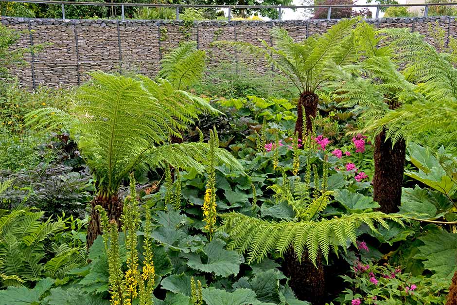 More about tree ferns