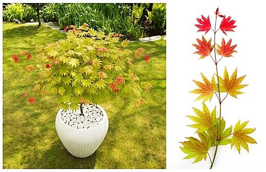 Acer shirasawanum Moonrise ('Munn001')