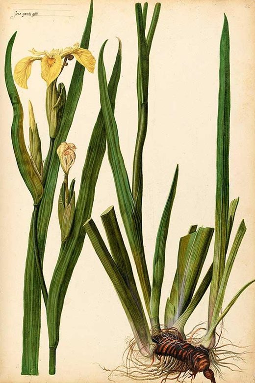 From petal to pigment: the study of botanical illustration / RHS Gardening