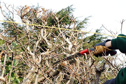 Hedges Trimming Rhs Gardening