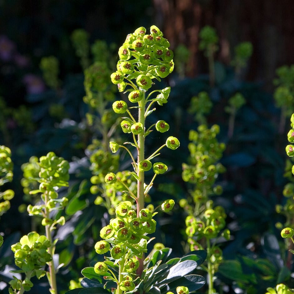 <i>Euphorbia amygdaloides</i> var. <i>robbiae</i> is great dry shade groundcover
