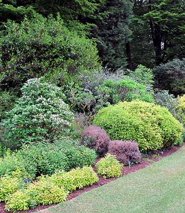 Garden shrubs store