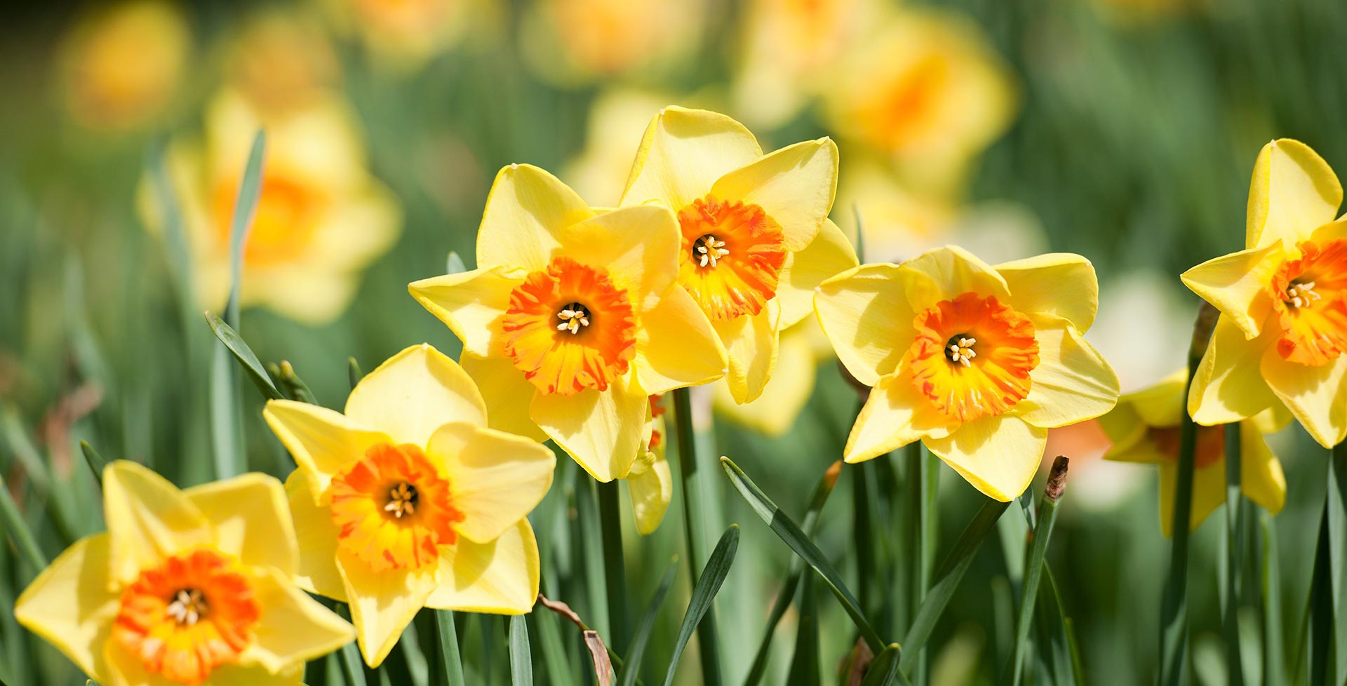 Yellow Daffodils, Yellow Daffodil Collection