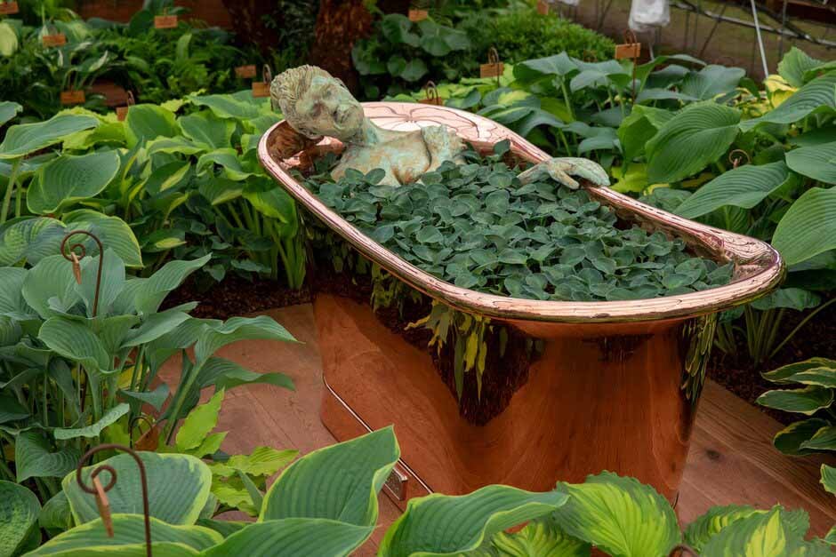 Bath of hostas at RHS Chelsea 2024