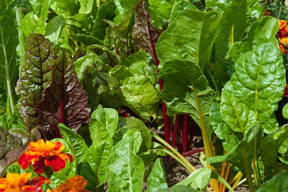 RHS advice on how to grow chard / RHS Gardening