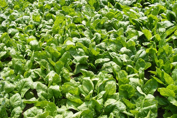 How to grow Spinach RHS Vegetables