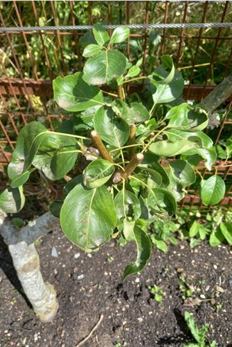 A pear after pruning, showing the shoots that have been cut back