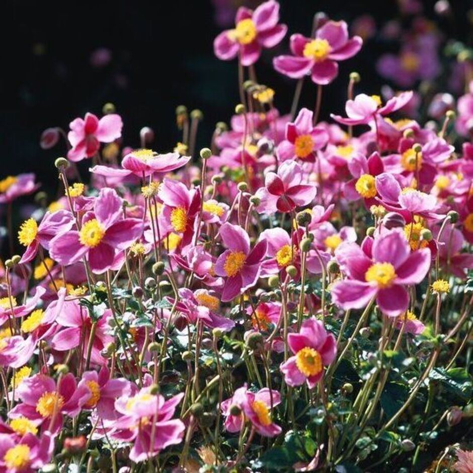 Anemone are excellent late summer flowers for pollinators