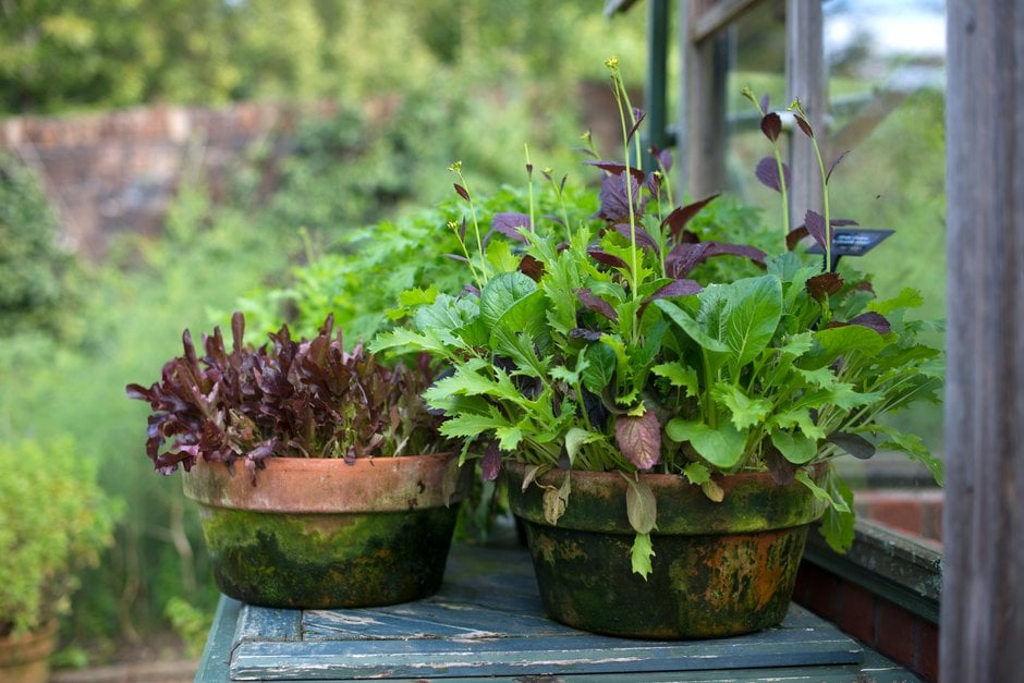 Terracotta pots of salad leaves