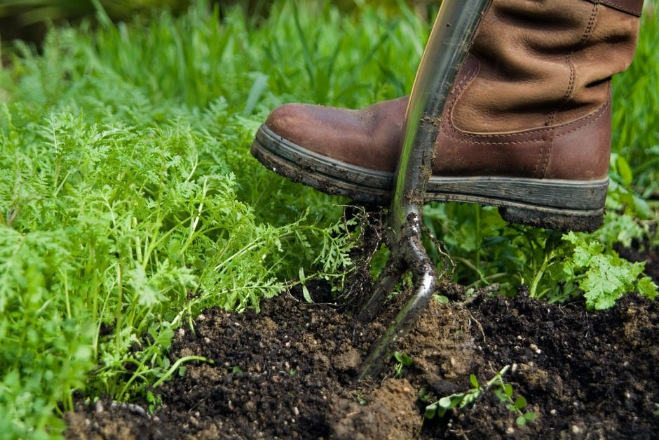 Digging in Phacelia plants used as a green manure