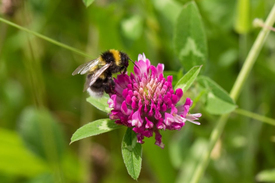 A white-tailed bumblebee on a red clover flower