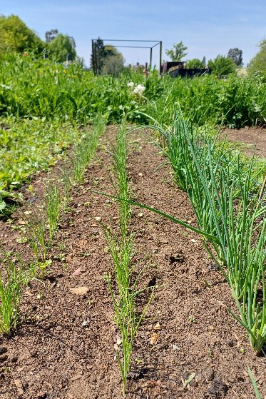 Rows of seedling spring onions and set-grown onions