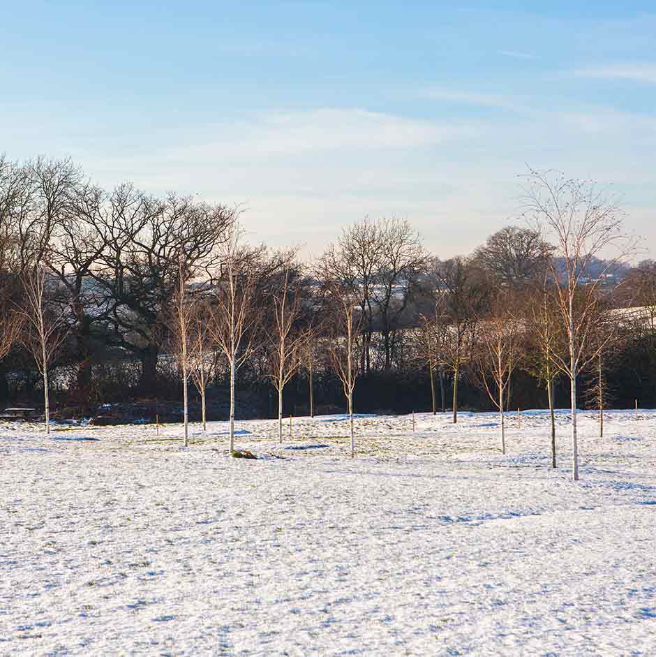 Windbreaks and shelterbelts