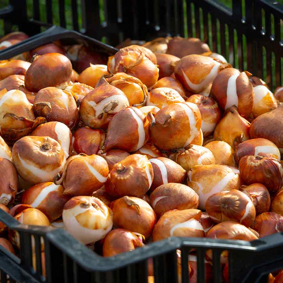 Bulbs ready to plant