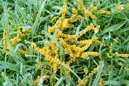 Clover In Lawns Rhs Gardening