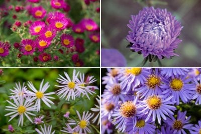 Aster flower store types