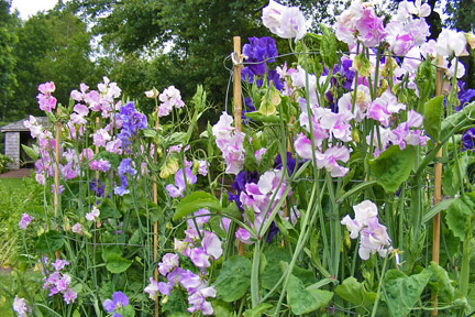 Sweet peas / RHS Gardening